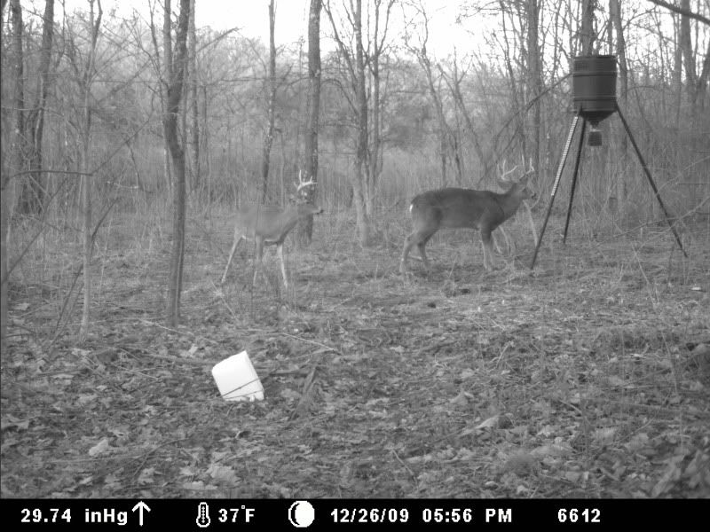 Deer Hunting Baiting Page 2 Forums